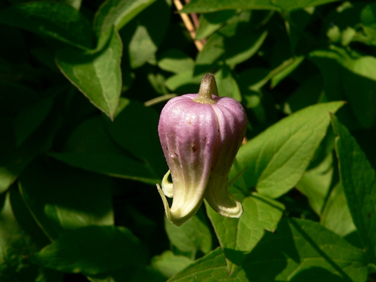{Clematis flaccida}